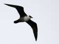 Long-tailed Jaeger